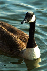 Canada Goose ©FreeFoto.com