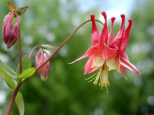 Wild Columbine Photo by Deb Pike