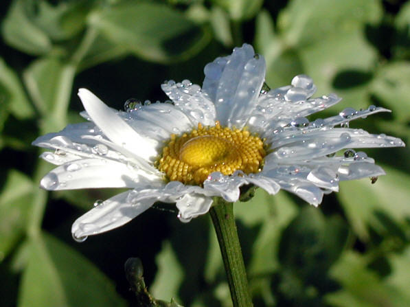 Shasta Daisy; photo by Debra Pike ©2004
