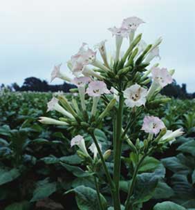 Tobacco Flower. ©1995 PhotoDisc, Inc. All rights reserved. Images ©1995 S. Solum/PhotoLink