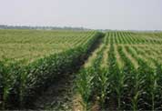 cornfield