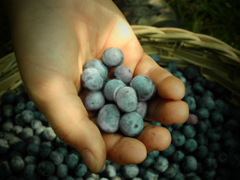 a handful of blueberries; Photo: P7110111.JPG (http://cdn.morguefile.com/imageData/public/files/w/wiselywoven/01/l/14205200342buo5.jpg) by wiselywoven (http://www.morguefile.com/creative/wiselywoven) licensed under morgueFile (http://www.morguefile.com/license/morguefile)