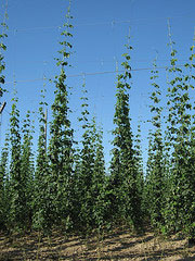 St. Bernardus hop field (http://www.flickr.com/photos/brostad/5936225991/in/photolist-5XmWtD-bDLPiw-8r5JPu-5N34Dd-9rnkc-5A7Vfq-a3yHaZ-a3Q7FM-oPSQGb-c8gLW3-gQnTUL-dmqXhR-4nzDw4-ayaNio-gvkZ3F-4SXkNg-5tJAnj-3JWokx-4NJk6U-c8gKD7-5zd3Gh-8mZzPV-8edD77-9DHaky-nmAXHC-8mZzyn-5a5XJH-aAqD4Y-ezJUfK-oTwm52-nD6C3B-gQkp1E-eMmHzP-eMy9b7-gQkSc1-6LyTks-8rUo2m-8dTEUp-8eamRM-9jzWe7-5AQkt6-8n3GBf-fpmqKq-6Y5LRA-cYGtbq-o1f8dd-o5iHKT-4RhTUQ-csfxBL-mQsUrY/) by Bernt Rostad (https://www.flickr.com/photos/brostad/) is licensed under CC BY 2.0 (https://creativecommons.org/licenses/by/2.0/)
